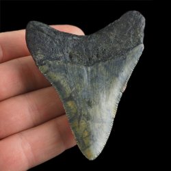 SKAMIENIAŁY ZĄB REKINA - MEGALODON - 69 mm - FLORYDA, USA