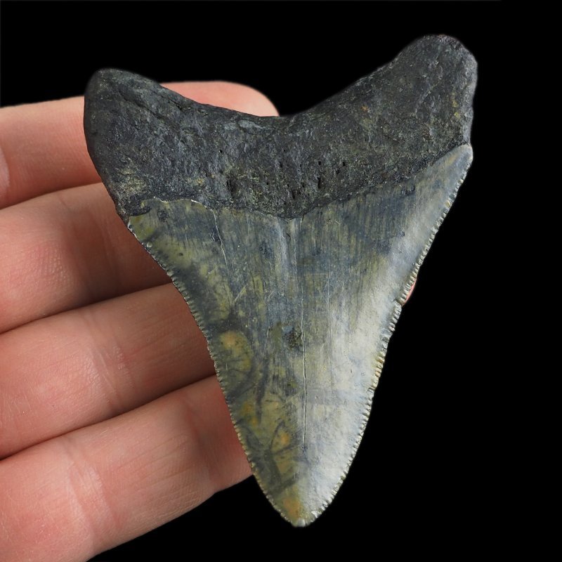 SKAMIENIAŁY ZĄB REKINA - MEGALODON - 69 mm - FLORYDA, USA