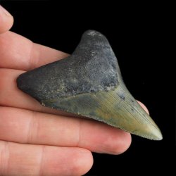 SKAMIENIAŁY ZĄB REKINA - MEGALODON - 69 mm - FLORYDA, USA