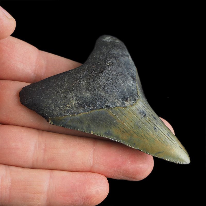 SKAMIENIAŁY ZĄB REKINA - MEGALODON - 69 mm - FLORYDA, USA