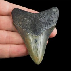 SKAMIENIAŁY ZĄB REKINA - MEGALODON - 69 mm - FLORYDA, USA
