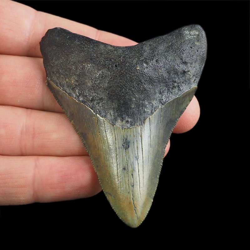 SKAMIENIAŁY ZĄB REKINA - MEGALODON - 69 mm - FLORYDA, USA