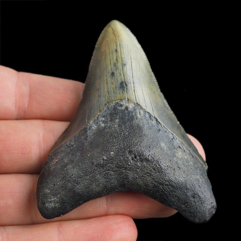 SKAMIENIAŁY ZĄB REKINA - MEGALODON - 69 mm - FLORYDA, USA