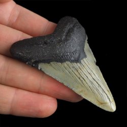 SKAMIENIAŁY ZĄB REKINA - MEGALODON - 67 mm - FLORYDA, USA