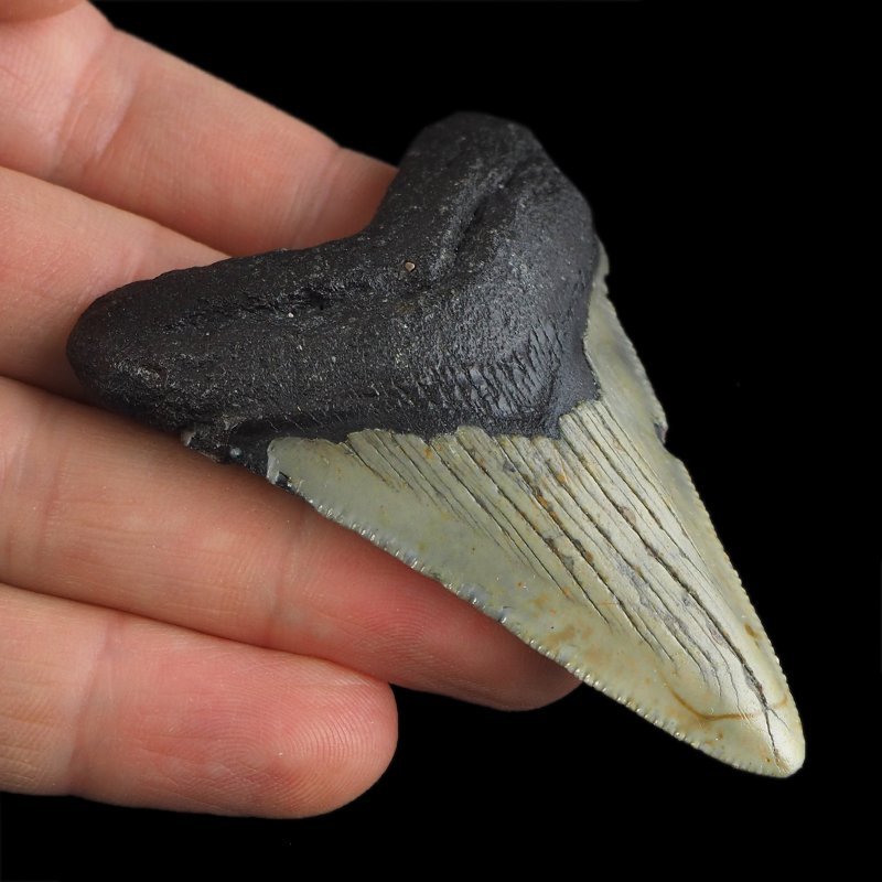 SKAMIENIAŁY ZĄB REKINA - MEGALODON - 67 mm - FLORYDA, USA