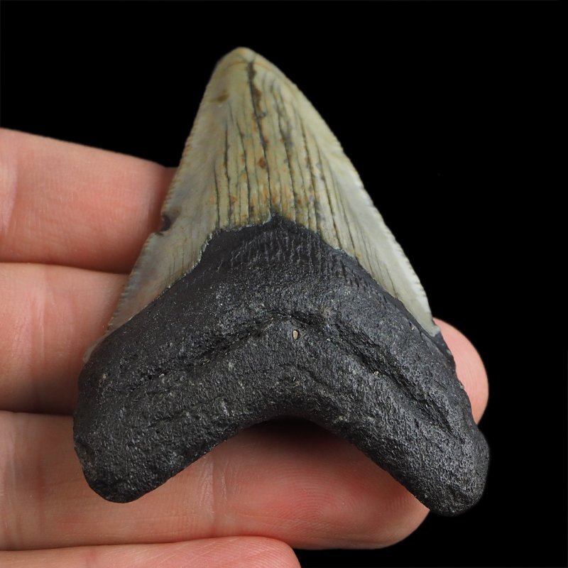 SKAMIENIAŁY ZĄB REKINA - MEGALODON - 67 mm - FLORYDA, USA