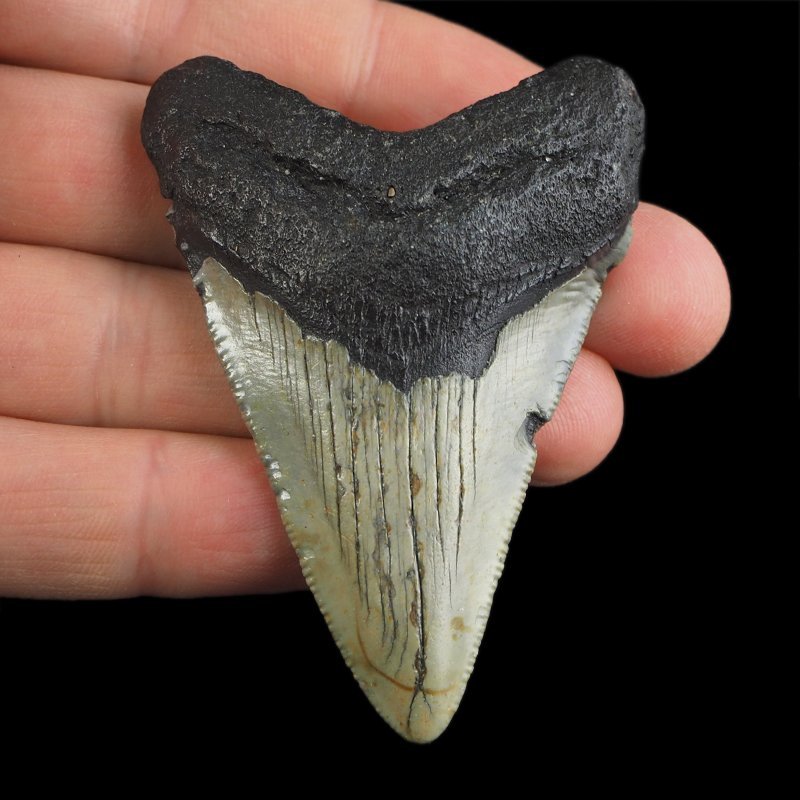 SKAMIENIAŁY ZĄB REKINA - MEGALODON - 67 mm - FLORYDA, USA