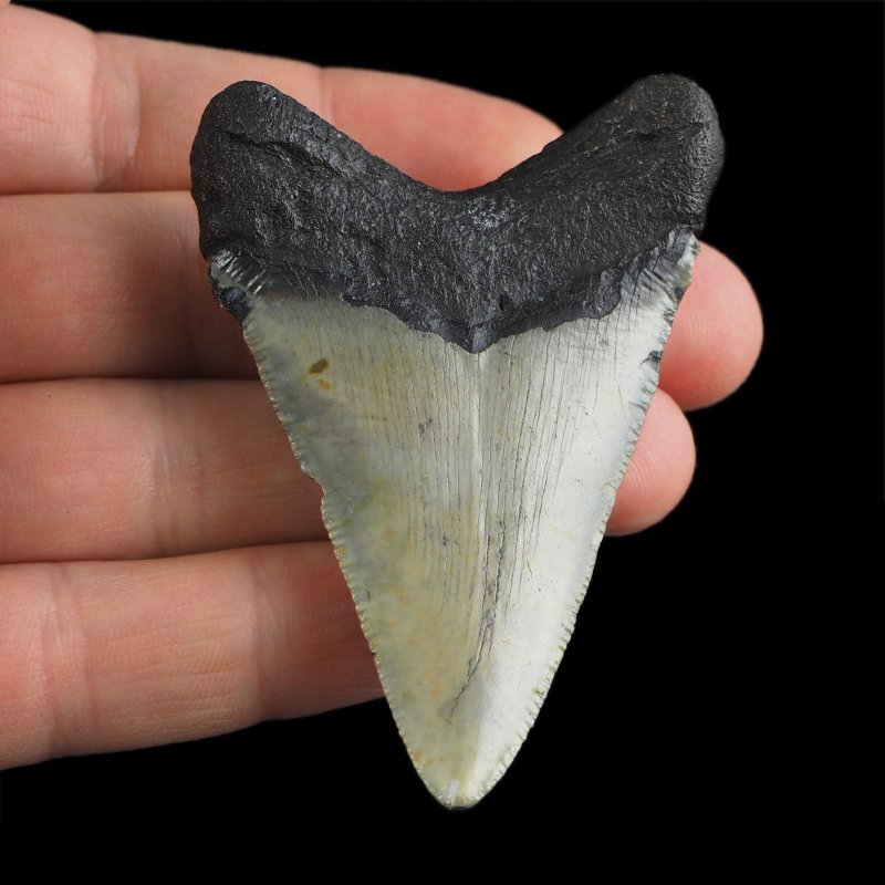 SKAMIENIAŁY ZĄB REKINA - MEGALODON - 67 mm - FLORYDA, USA