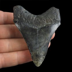 SKAMIENIAŁY ZĄB REKINA - MEGALODON - 72 mm - FLORYDA, USA