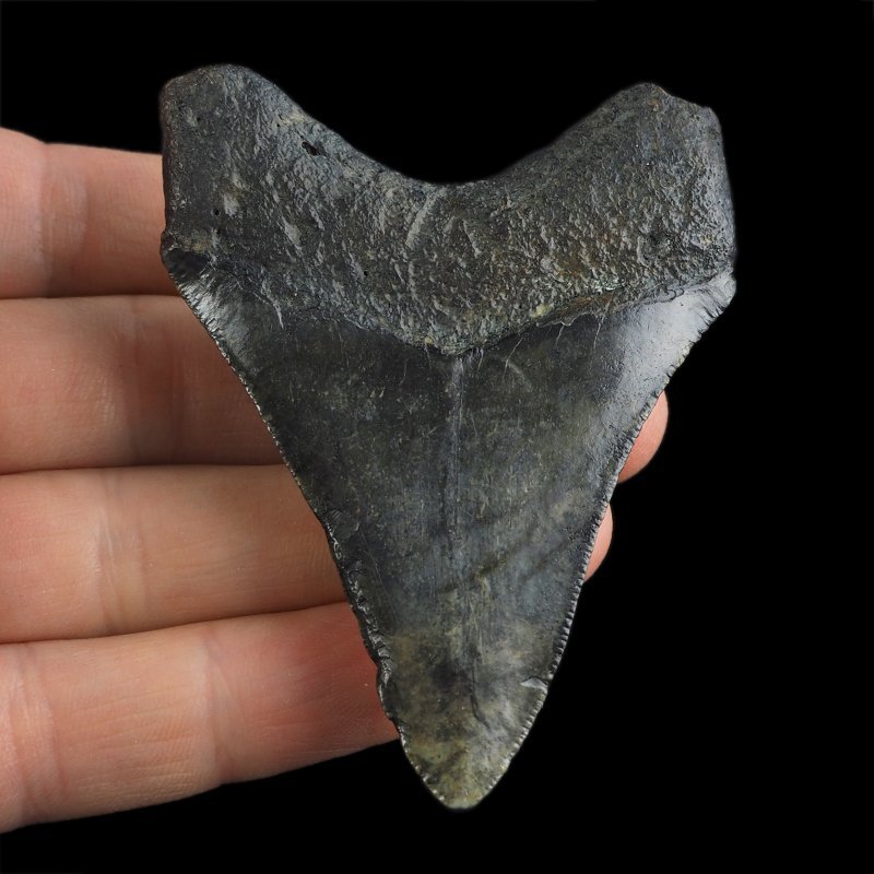 SKAMIENIAŁY ZĄB REKINA - MEGALODON - 72 mm - FLORYDA, USA