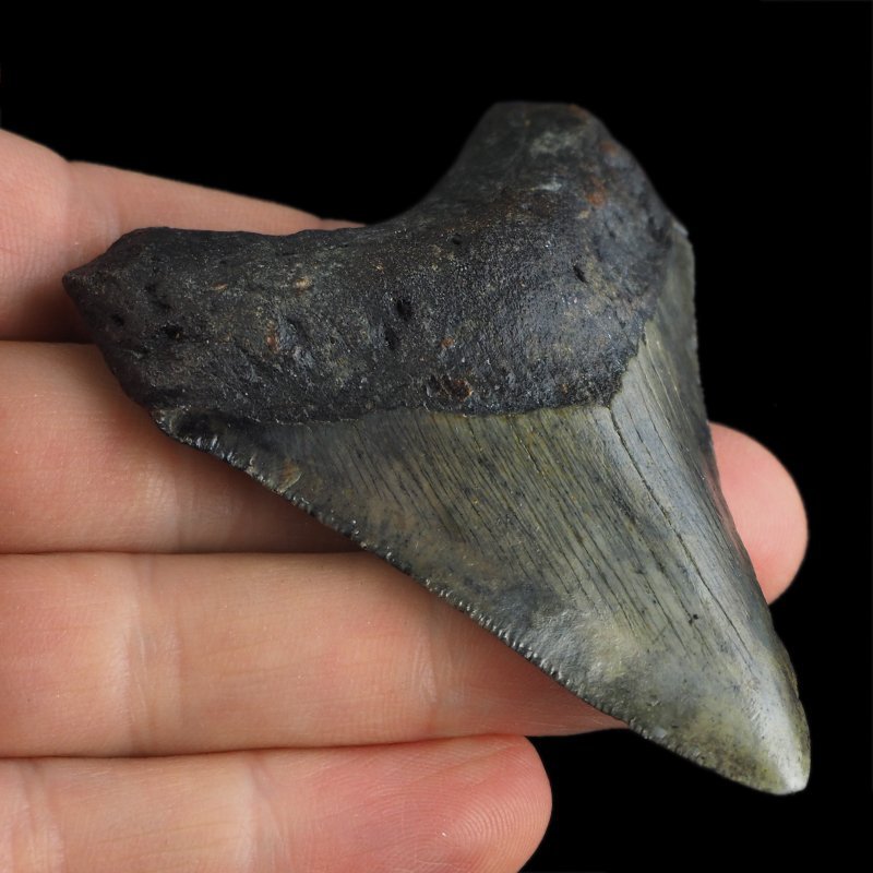 SKAMIENIAŁY ZĄB REKINA - MEGALODON - 72 mm - FLORYDA, USA