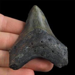 SKAMIENIAŁY ZĄB REKINA - MEGALODON - 72 mm - FLORYDA, USA