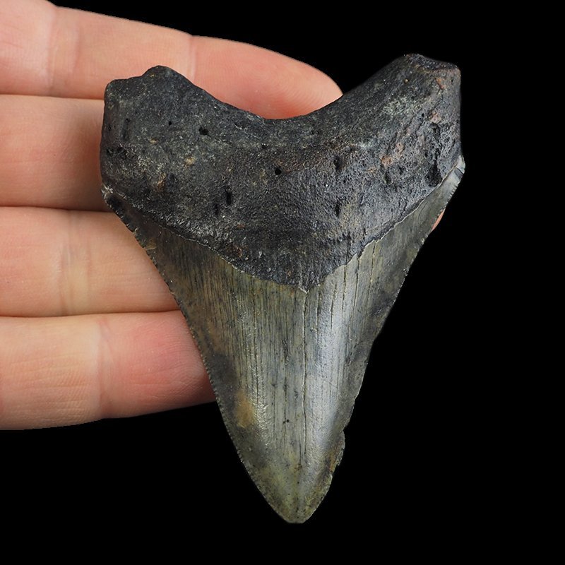 SKAMIENIAŁY ZĄB REKINA - MEGALODON - 72 mm - FLORYDA, USA