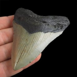 SKAMIENIAŁY ZĄB REKINA - MEGALODON - 76 mm - FLORYDA, USA