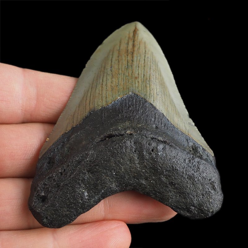 SKAMIENIAŁY ZĄB REKINA - MEGALODON - 76 mm - FLORYDA, USA
