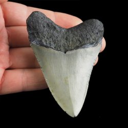 SKAMIENIAŁY ZĄB REKINA - MEGALODON - 76 mm - FLORYDA, USA