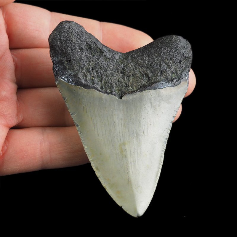 SKAMIENIAŁY ZĄB REKINA - MEGALODON - 76 mm - FLORYDA, USA