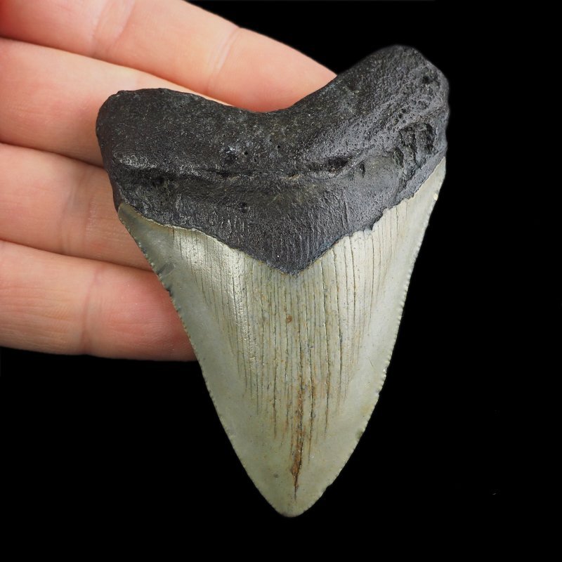 SKAMIENIAŁY ZĄB REKINA - MEGALODON - 76 mm - FLORYDA, USA