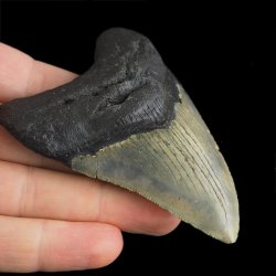 SKAMIENIAŁY ZĄB REKINA - MEGALODON - 82 mm - FLORYDA, USA
