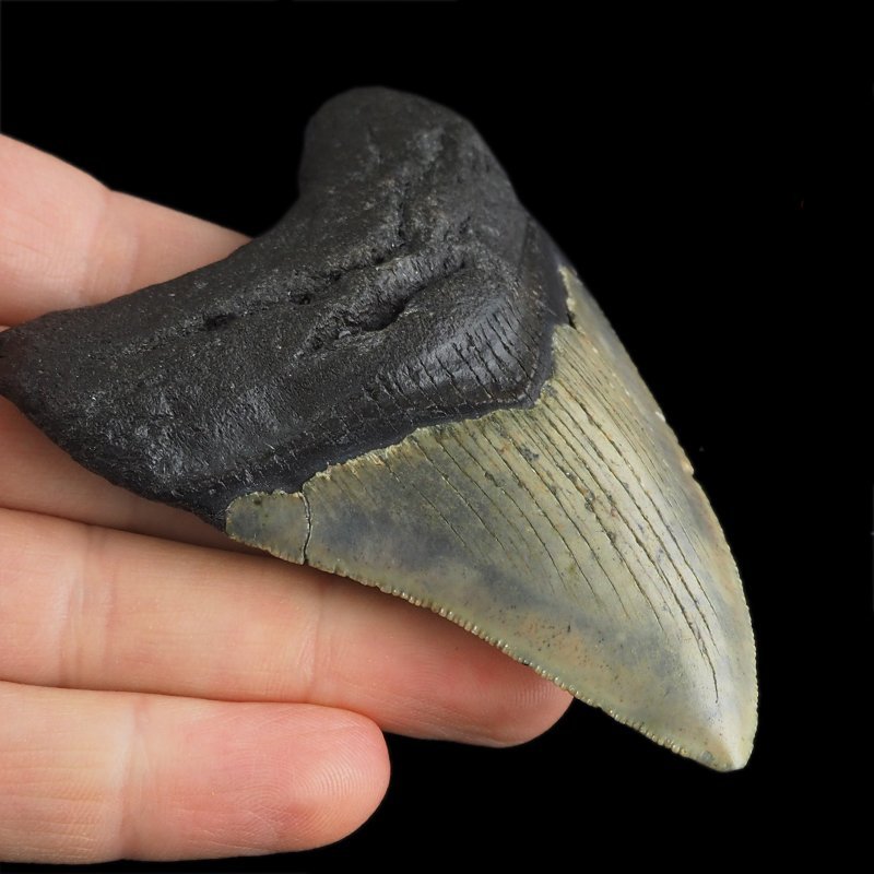 SKAMIENIAŁY ZĄB REKINA - MEGALODON - 82 mm - FLORYDA, USA
