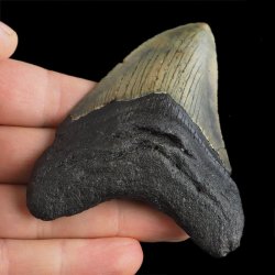 SKAMIENIAŁY ZĄB REKINA - MEGALODON - 82 mm - FLORYDA, USA