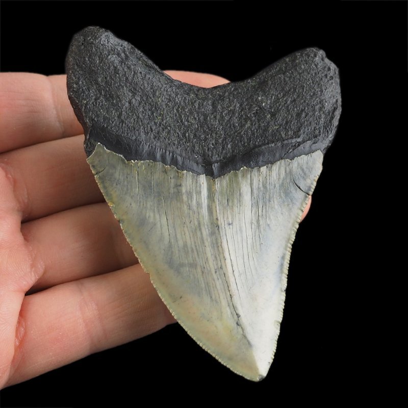 SKAMIENIAŁY ZĄB REKINA - MEGALODON - 82 mm - FLORYDA, USA