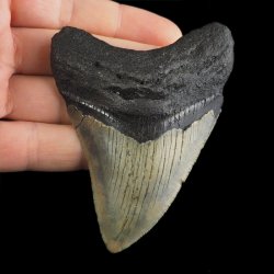 SKAMIENIAŁY ZĄB REKINA - MEGALODON - 82 mm - FLORYDA, USA