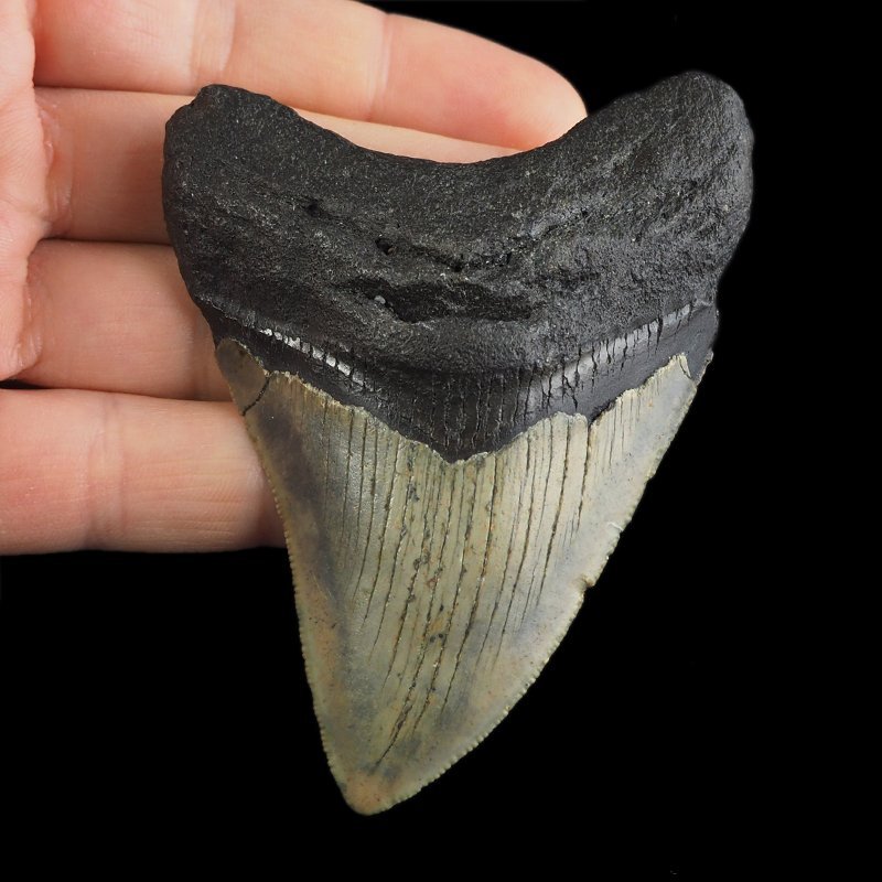 SKAMIENIAŁY ZĄB REKINA - MEGALODON - 82 mm - FLORYDA, USA