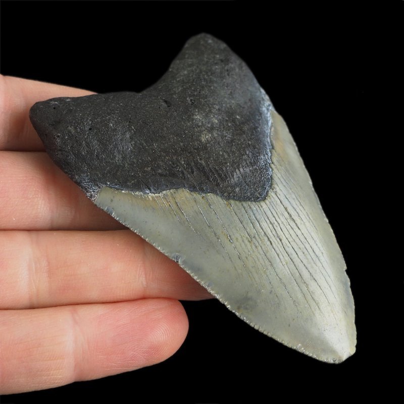 SKAMIENIAŁY ZĄB REKINA - MEGALODON - 83 mm - FLORYDA, USA