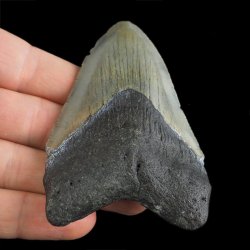SKAMIENIAŁY ZĄB REKINA - MEGALODON - 83 mm - FLORYDA, USA