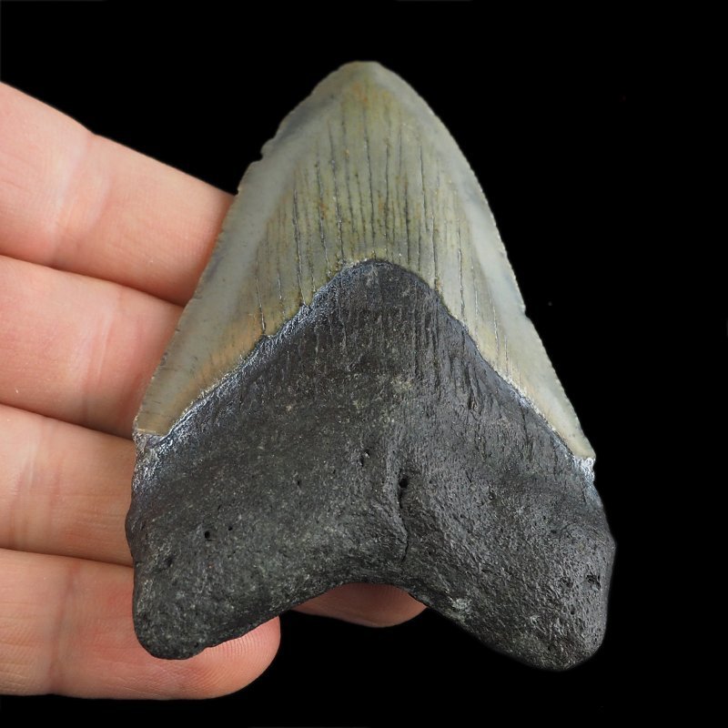 SKAMIENIAŁY ZĄB REKINA - MEGALODON - 83 mm - FLORYDA, USA