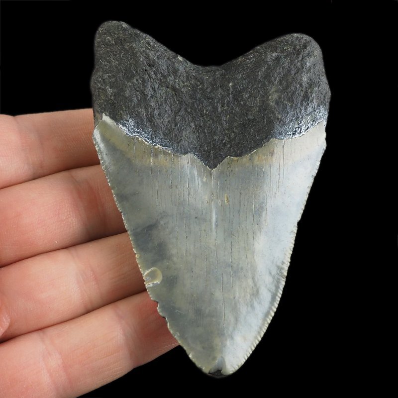 SKAMIENIAŁY ZĄB REKINA - MEGALODON - 83 mm - FLORYDA, USA