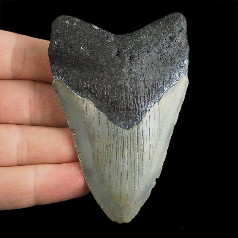 SKAMIENIAŁY ZĄB REKINA - MEGALODON - 83 mm - FLORYDA, USA