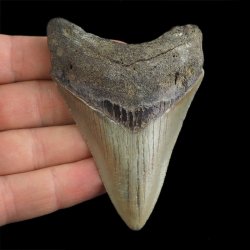 SKAMIENIAŁY ZĄB REKINA - MEGALODON - 80 mm - FLORYDA, USA