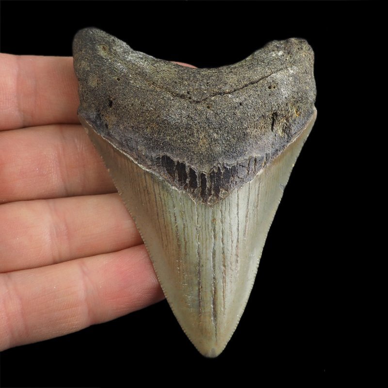 SKAMIENIAŁY ZĄB REKINA - MEGALODON - 80 mm - FLORYDA, USA