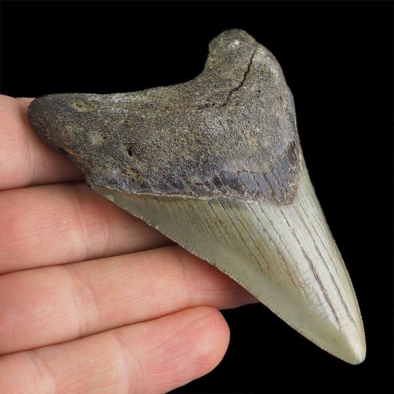 SKAMIENIAŁY ZĄB REKINA - MEGALODON - 80 mm - FLORYDA, USA