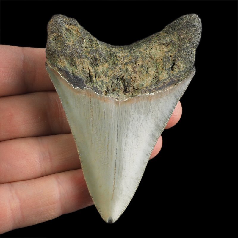 SKAMIENIAŁY ZĄB REKINA - MEGALODON - 80 mm - FLORYDA, USA