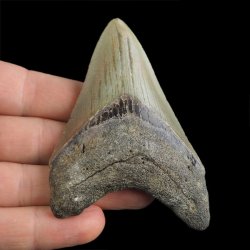 SKAMIENIAŁY ZĄB REKINA - MEGALODON - 80 mm - FLORYDA, USA