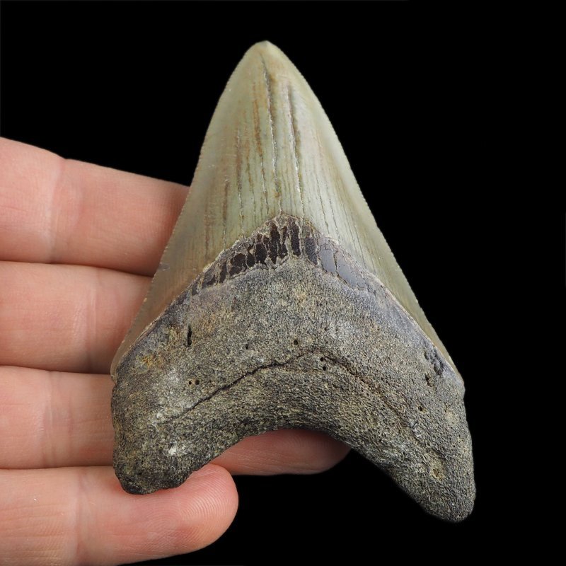 SKAMIENIAŁY ZĄB REKINA - MEGALODON - 80 mm - FLORYDA, USA