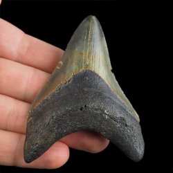 SKAMIENIAŁY ZĄB REKINA - MEGALODON - 77 mm - FLORYDA, USA
