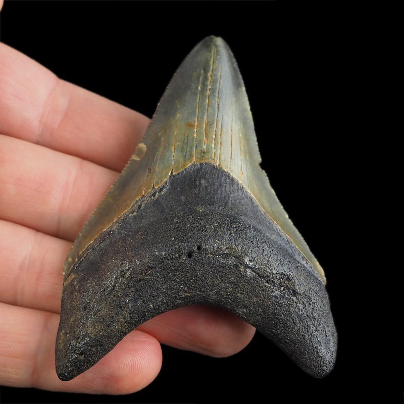 SKAMIENIAŁY ZĄB REKINA - MEGALODON - 77 mm - FLORYDA, USA
