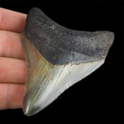 SKAMIENIAŁY ZĄB REKINA - MEGALODON - 77 mm - FLORYDA, USA
