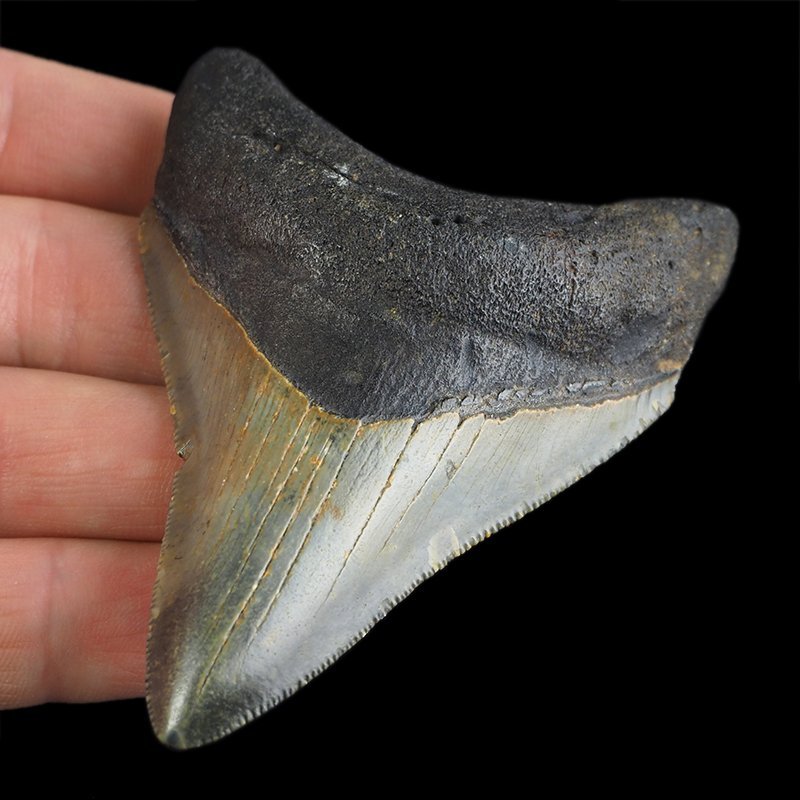 SKAMIENIAŁY ZĄB REKINA - MEGALODON - 77 mm - FLORYDA, USA