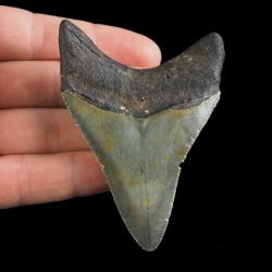 SKAMIENIAŁY ZĄB REKINA - MEGALODON - 77 mm - FLORYDA, USA