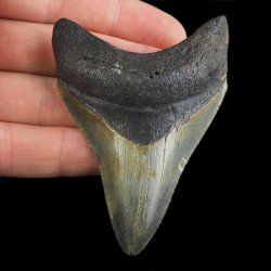 SKAMIENIAŁY ZĄB REKINA - MEGALODON - 77 mm - FLORYDA, USA