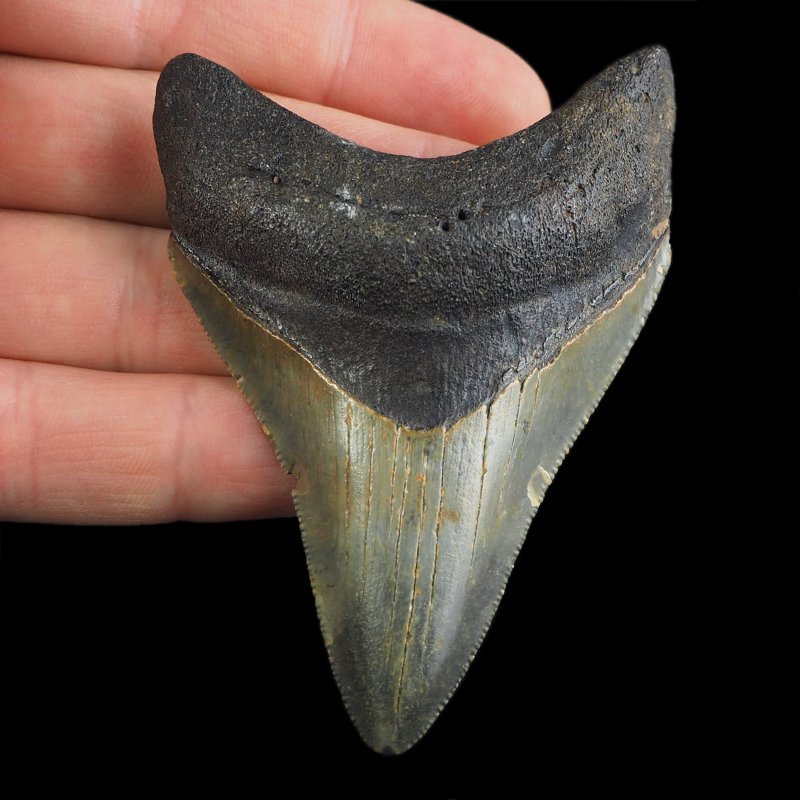 SKAMIENIAŁY ZĄB REKINA - MEGALODON - 77 mm - FLORYDA, USA