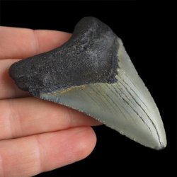 SKAMIENIAŁY ZĄB REKINA - MEGALODON - 70 mm - FLORYDA, USA