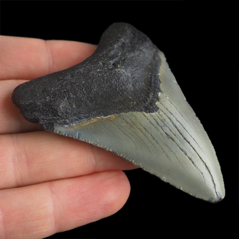 SKAMIENIAŁY ZĄB REKINA - MEGALODON - 70 mm - FLORYDA, USA