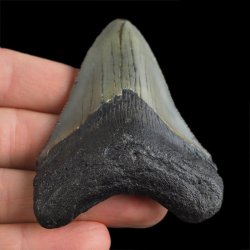 SKAMIENIAŁY ZĄB REKINA - MEGALODON - 70 mm - FLORYDA, USA