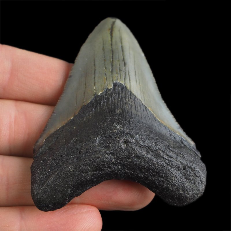 SKAMIENIAŁY ZĄB REKINA - MEGALODON - 70 mm - FLORYDA, USA